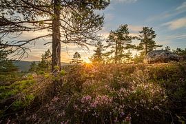 Sunset in southern Norway by nature meets camera - Adrian Ranfft