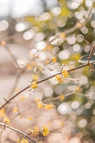 Un printemps délicieux