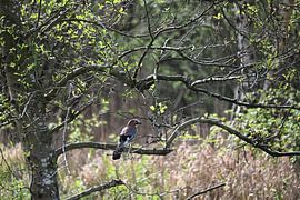 Eichelhäher im Wald von BtBclicks
