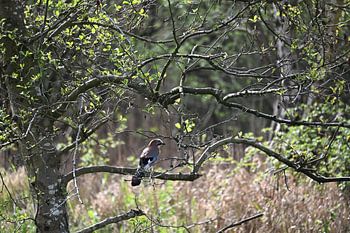Eichelhäher im Wald