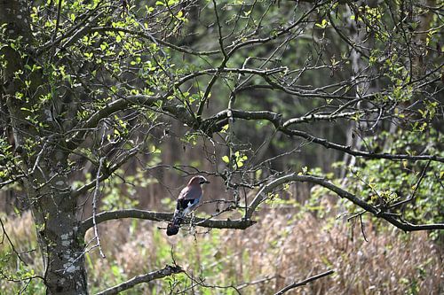 Vlaamse Gaai in het bos