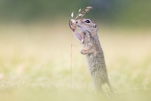 De grondeekhoorn die een ode wil brengen, of een lied wil zingen