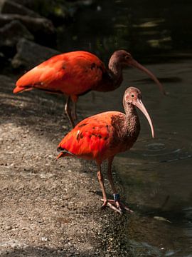 Ibis rouge : le parc animalier de Old Hand sur Loek Lobel