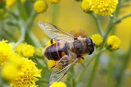 Bij sur James Barker