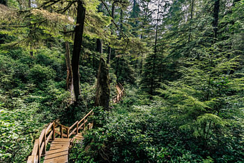 Le sentier en bois à travers la nature sauvage