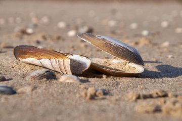 Seashells on the beach by Ad Jekel