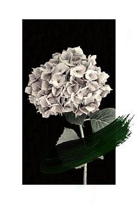 Hortensia sur David Potter