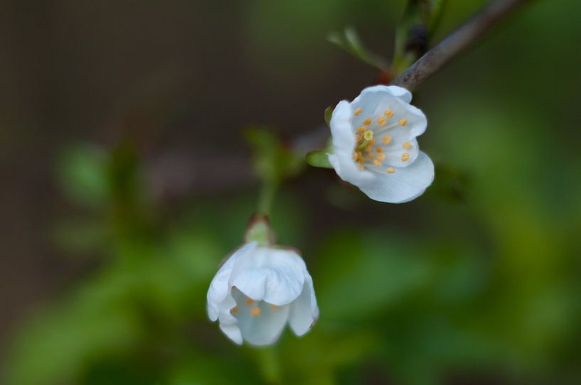 Flowers come out. by Anita van Hengel