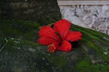 Balinese flower by Sacha Ooms