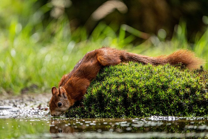Squirrel drinking water with its tail nicely draped by Diana Kors