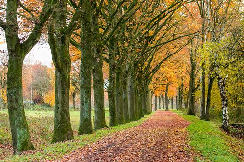 bunter Waldweg