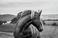 Ein Haflinger schaut zurück