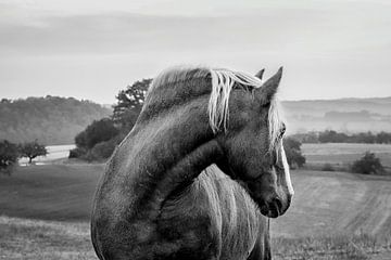 Ein Haflinger schaut zurück von Angelika Beuck