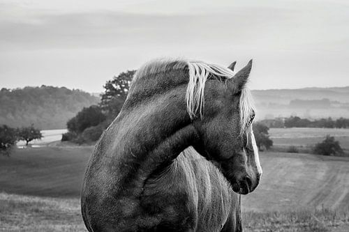 Un Haflinger regarde en arrière