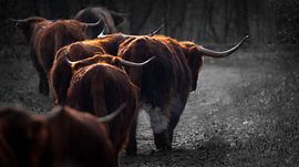 Les Highlanders écossais sur Karel Ton
