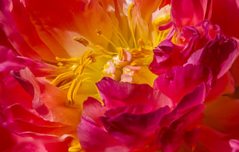 Macro photo of a peony