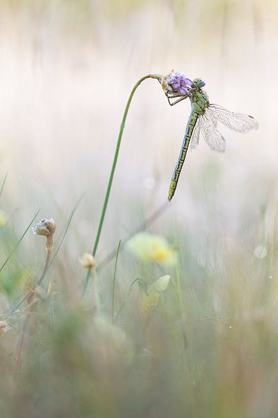 plasrombout rustend aan engels gras van Francois Debets