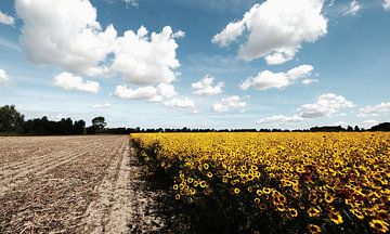 Bloemenveld nabij Koudekerke van Tom Haak