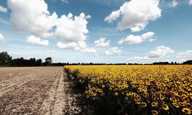 Blumenfeld bei Koudekerke von Tom Haak
