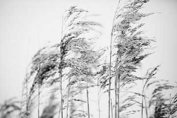 Tarwe in de wind