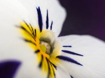 Het hart een viooltje (close-up) van Marjolijn van den Berg