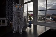 Tabby cat in café De Pont, Amsterdam van Robert van Willigenburg thumbnail
