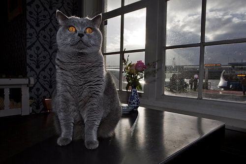 Tabby cat in café De Pont, Amsterdam
