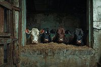 Vier nieuwsgierige koeien in stal