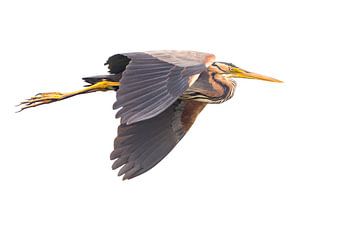 Purpurreiher in Weiß