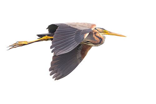 Purple heron in white
