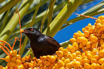 Een kleurenzee op de savanne - Namibië's vogelleven in goud en groen