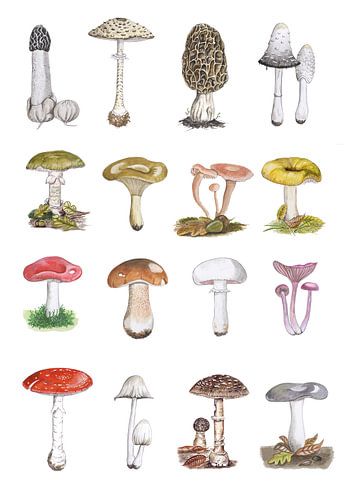 Mushrooms of the Netherlands