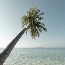 Palmier sur une plage blanche - Maldives | tirage photo d'art sur Kimberley Jekel