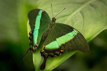 Vlinder groen van Jelte Bosma
