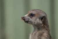 Minding your bussiness