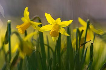 Daffodil flowers bring the early spring