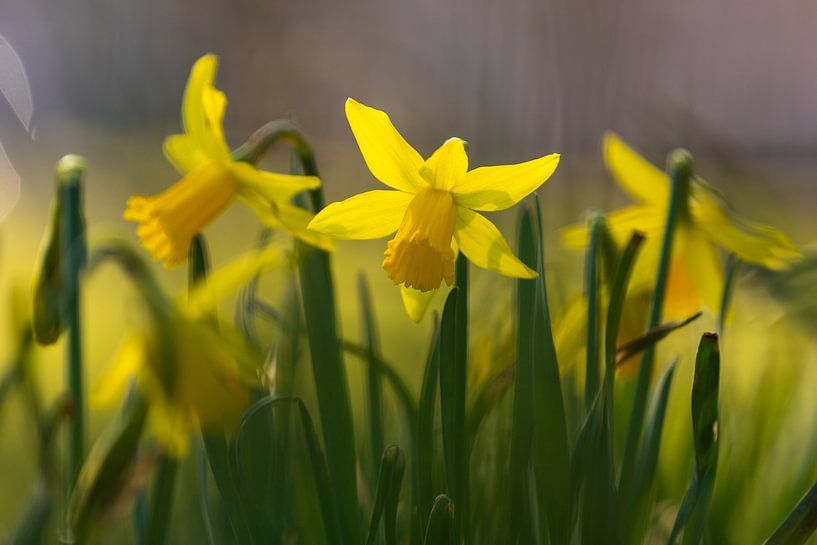 Narcis bloemen brengen de vroege lente van Kim Willems