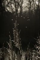 Zwart-wit silhouet