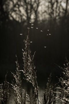 Zwart-wit silhouet van Heleen Middel