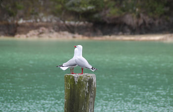 Twee meeuwen op een paal