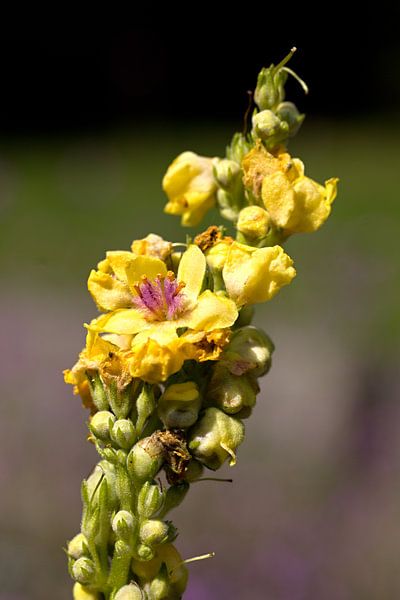 Zwarte toorts par W J Kok