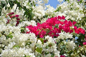 Eine blühende Bougainvillea