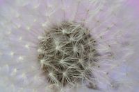 Pluizige paardenbloem