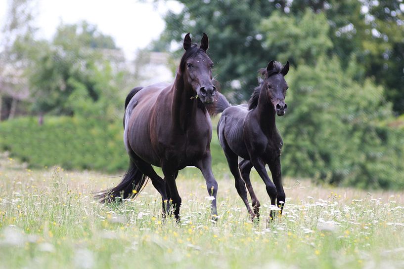 Mutter und Sohn eines arabischen Vollblüters von Eveline van Beusichem