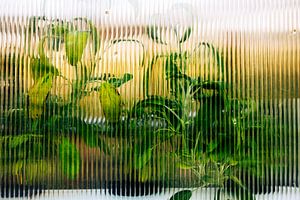 Gewächshaus hinter Riffelglas – Kräuter im warmen Licht | minimalistische botanische Wandkunst