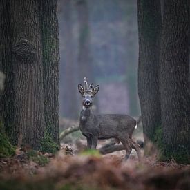 Reh in der Veluwe von Tom Zwerver