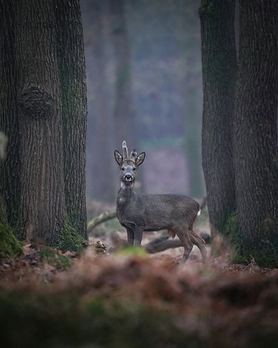 Chevreuil dans la Veluwe