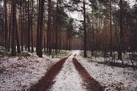 Forest path in the snow