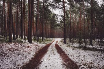 Un chemin forestier dans la neige sur Skyze Photography by André Stein