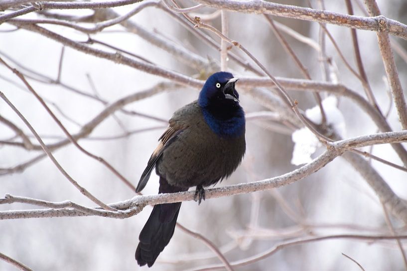 A bronze grackle in the garden by Claude Laprise